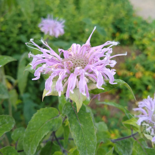 Monarda fistulosa, Wild Bergamot