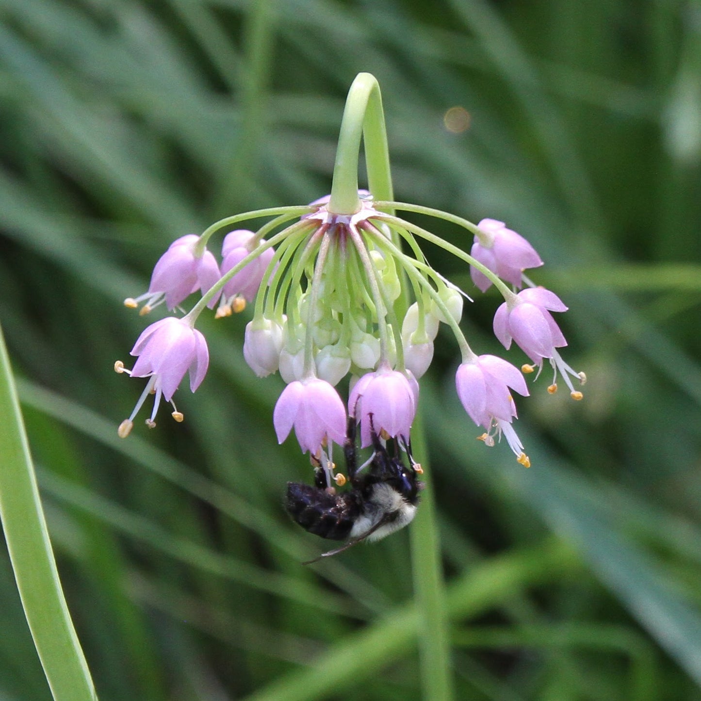 Allium cernuum, Nodding Wild Onion