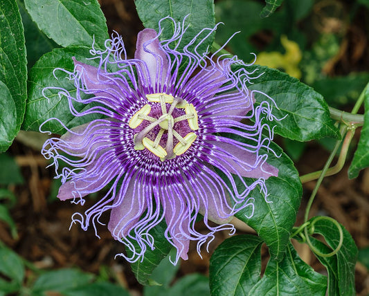 Passiflora incarnata, Purple passionflower