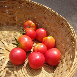 Solanum lycopersicum, Plait de Haiti Tomato