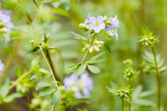 Polemonium reptans, Jacob's Ladder