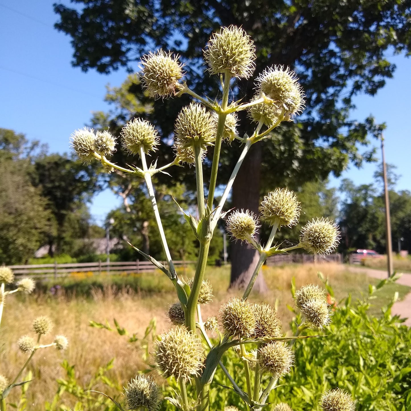 Eryngium yuccifolium, Rattlesnake Master