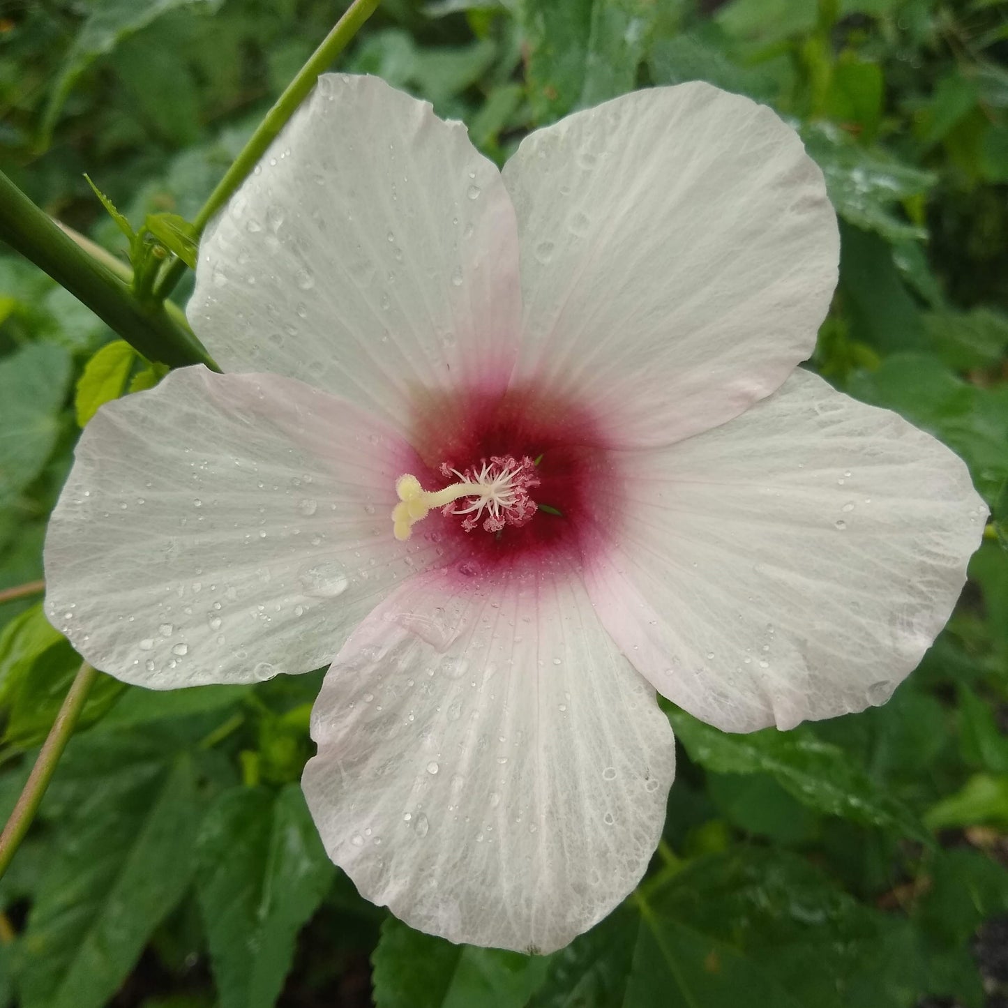 Hibiscus laevis, halberd-leaved rose mallow