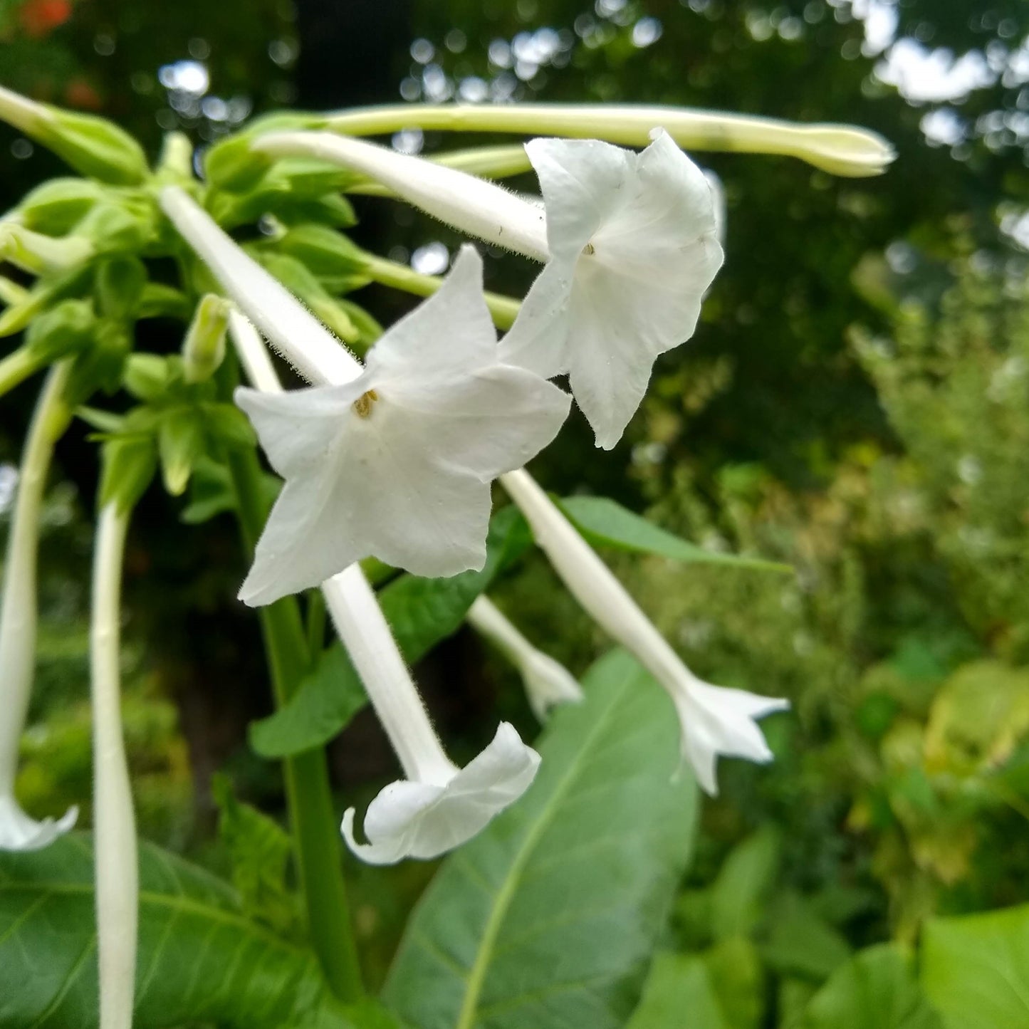 Nicotiana sylvestris, Woodland Tobacco