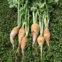 Load image into Gallery viewer, Raphinus sativus, Yellow Carrot-shaped Radish
