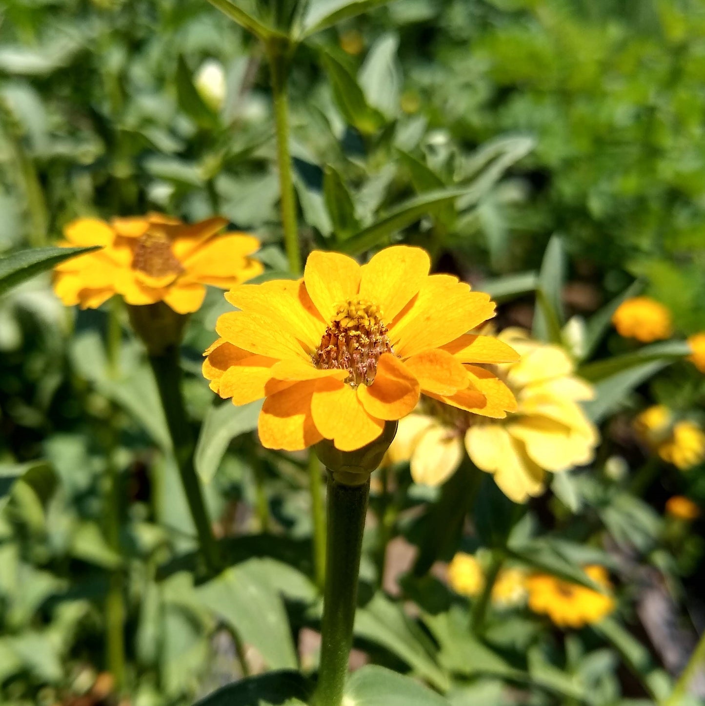 Zinnia peruviana, Yellow Zinnia